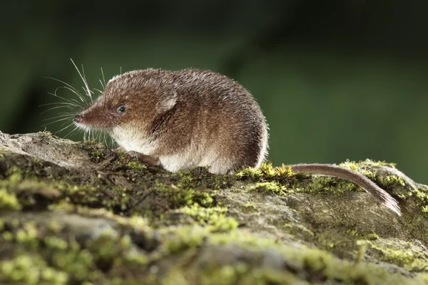 Ryjówka aksamitna, sorex araneus — Zdjęcie stockowe