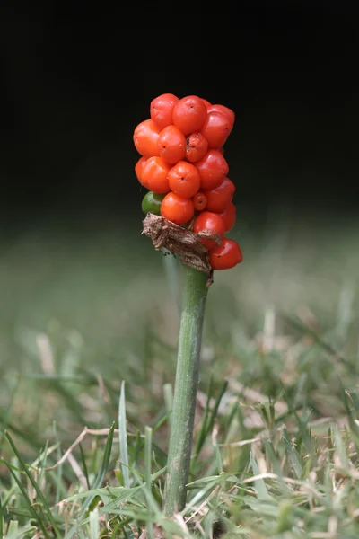 Cuckoo pint or Wild arum or Lords and Ladies plant, berries — Stock Photo, Image