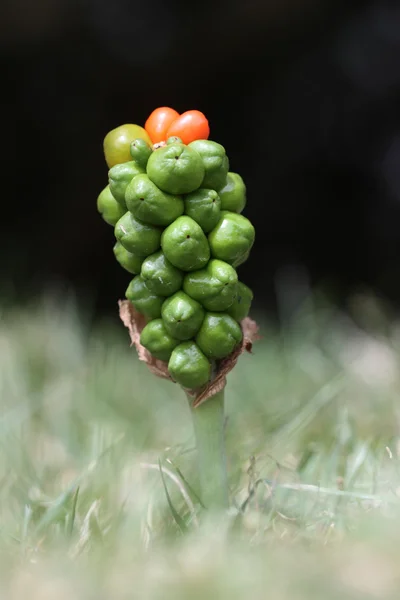 Cuckoo pint or Wild arum or Lords and Ladies plant, berries — Stock Photo, Image