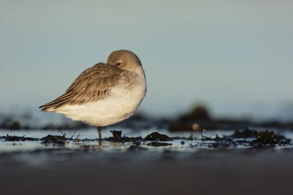 Dunlin. —  Fotos de Stock