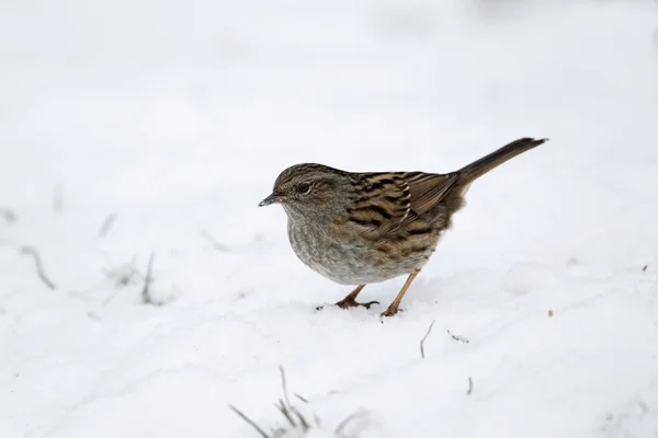 Pěvuška modrá nebo plot vrabec, prunella modularis — Stock fotografie