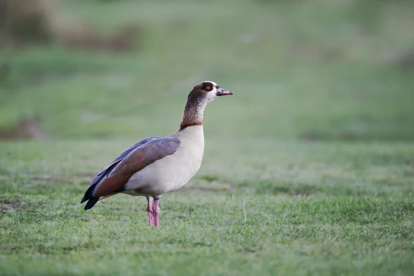 Egyptian goose, Alopochen aegyptiacus — Stock Photo, Image