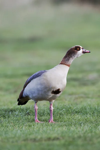 Ganso egípcio, Alopochen aegyptiacus — Fotografia de Stock