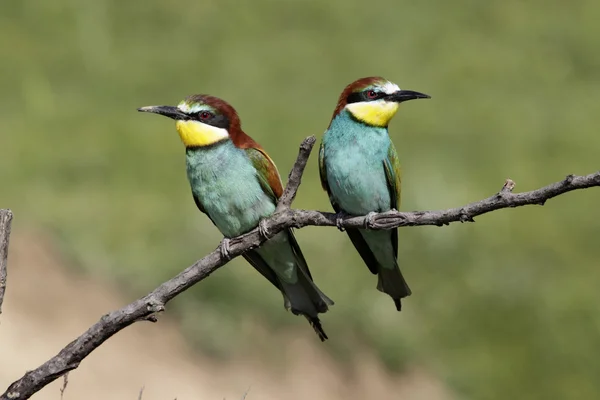 Бджолоїдка звичайна, merops apiaster, — стокове фото