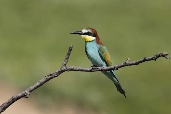 Comedor de abelhas europeu, Merops apiaster , — Fotografia de Stock