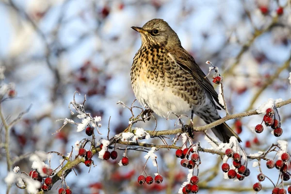 Fieldfare — Stock fotografie