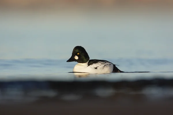 Goldeneye, — Stockfoto