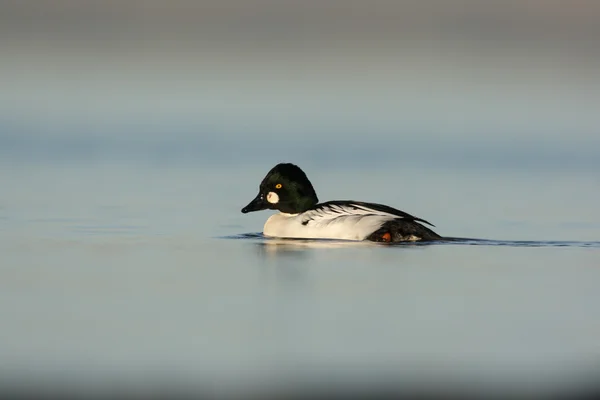 Goldeneye — Stockfoto