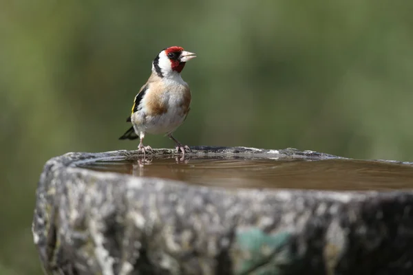 Szczygieł, carduelis carduelis, — Zdjęcie stockowe