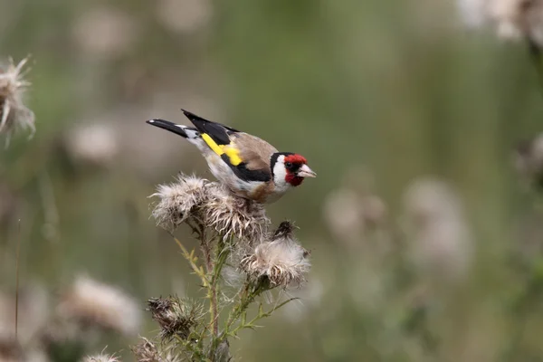 Jilguero, carduelis carduelis, —  Fotos de Stock