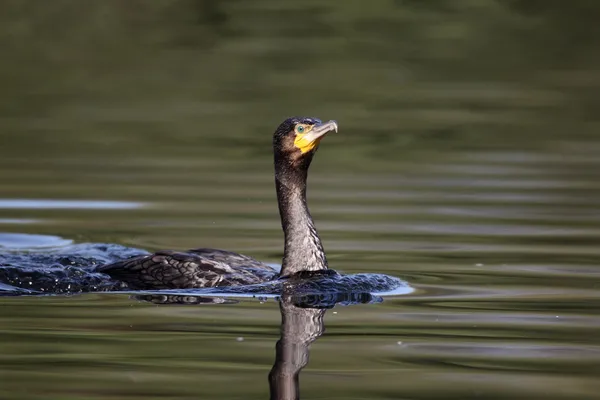 Cormorán, Phalacrocorax carbo — Foto de Stock