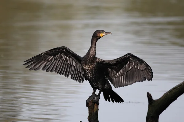 Kormoran, Phalacrocorax carbo — Stockfoto