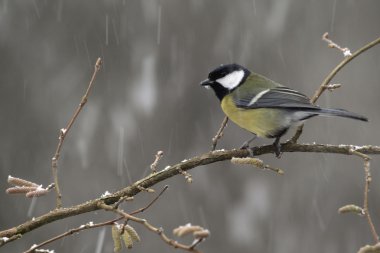 büyük baştankara parus major,