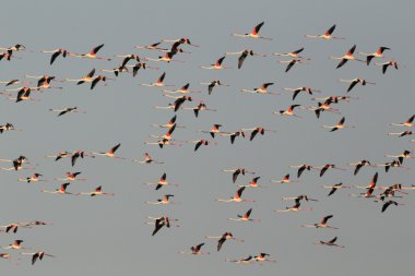büyük flamingo, phoenicopterus ruber,