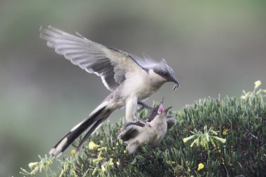 cuckoo, clamator glandarius büyük fark,