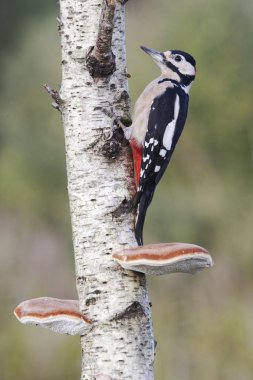 Great-spotted woodpecker, Dendrocopos major, clipart