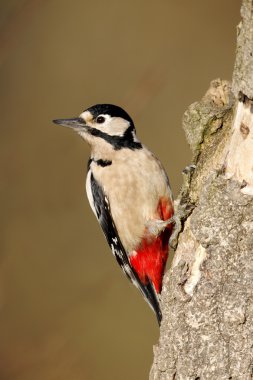 büyük bir ağaçkakan, dendrocopos major,