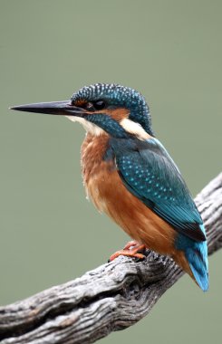 yalıçapkını, alcedo şuna