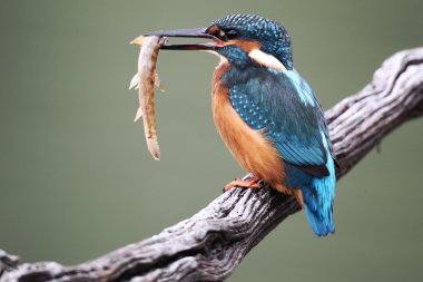 Kingfisher, Alcedo atthis clipart