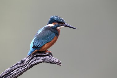 yalıçapkını, alcedo şuna