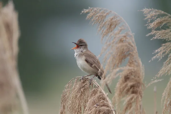 Wielki zwyczajny, (acrocephalus arundinaceus), — Zdjęcie stockowe