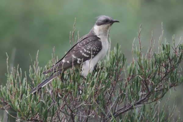 cuckoo, clamator glandarius büyük fark,