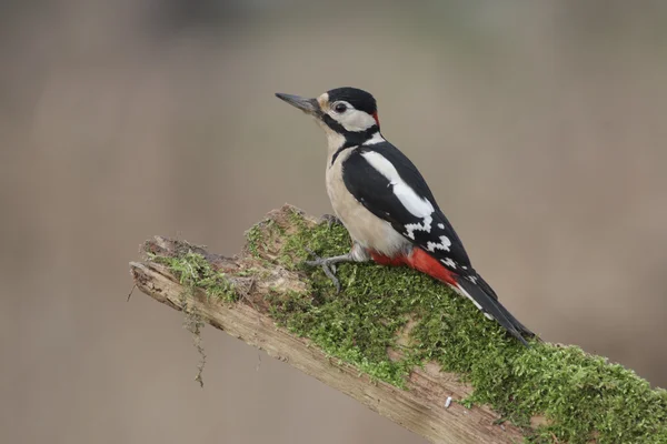 Buntspecht, Dendrocopos major, — Stockfoto