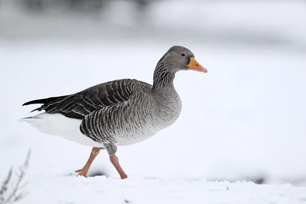 Greylag Goose, Anser anser, — Stock fotografie
