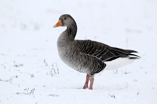 Greylag Goose, Anser anser, — Stock fotografie