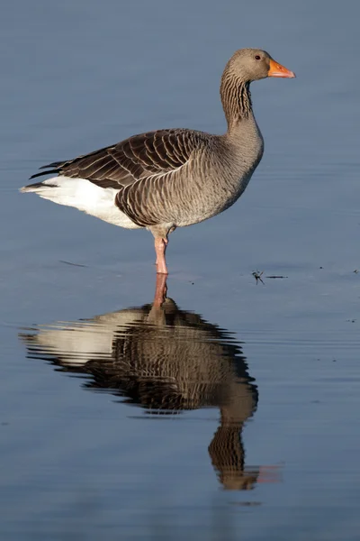 Grågås, Anser anser, — Stockfoto