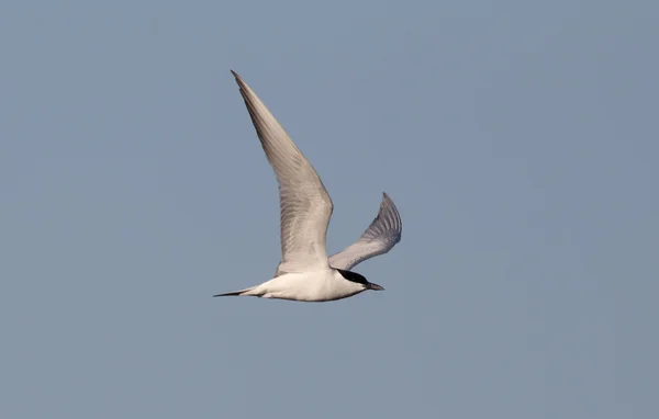 Tern-de-bico-gaivota, Sterna nilotica — Fotografia de Stock