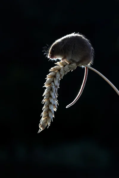 Ratón de cosecha, Micromys minutus —  Fotos de Stock