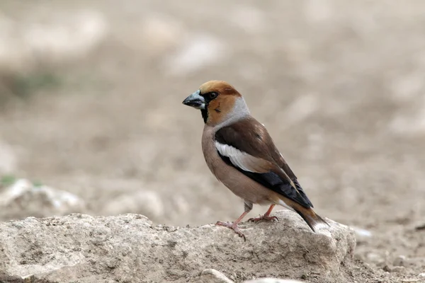 Appelvink, coccothraustes coccothraustes — Stockfoto