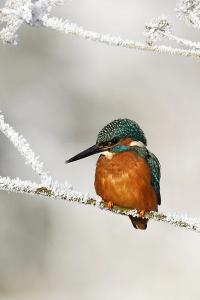 カワセミ、カワセミ — Stockfoto