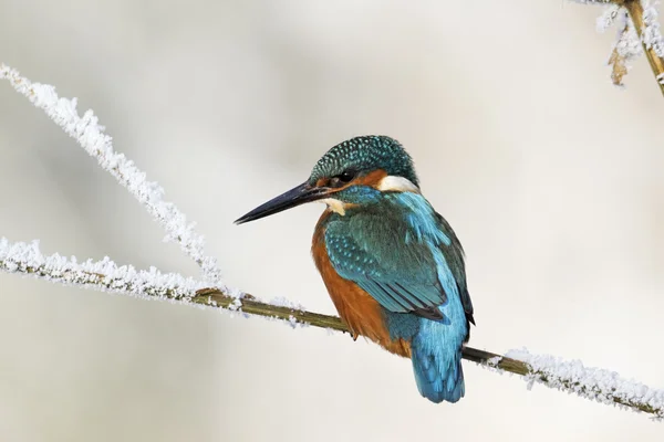 カワセミ、カワセミ — Stockfoto