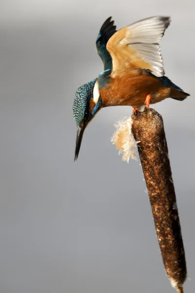 Kingfisher, Alcedo à ceci — Photo