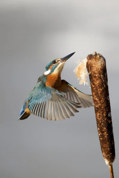 Yalıçapkını, alcedo şuna — Stok fotoğraf