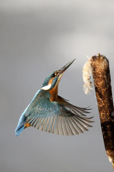 Yalıçapkını, alcedo şuna — Stok fotoğraf