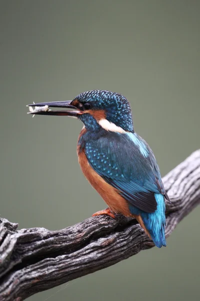 Kingfisher, Alcedo à ceci — Photo
