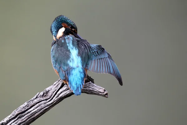 Zimorodek alcedo atthis — Zdjęcie stockowe