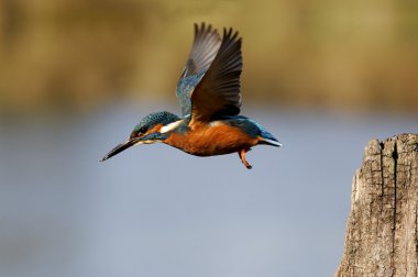 yalıçapkını, alcedo şuna