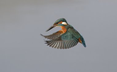 yalıçapkını, alcedo şuna