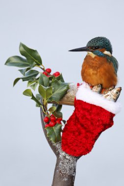 yalıçapkını, alcedo şuna