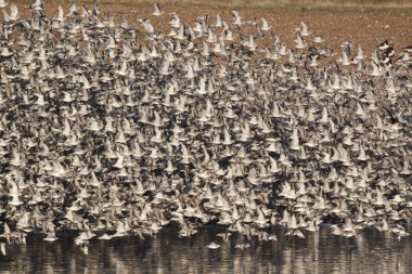 düğüm, calidris canutus,