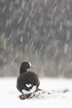 Küçük sakarca kazı, anser erythropus,