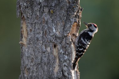 dendrocopos küçük küçük benekli ağaçkakan,