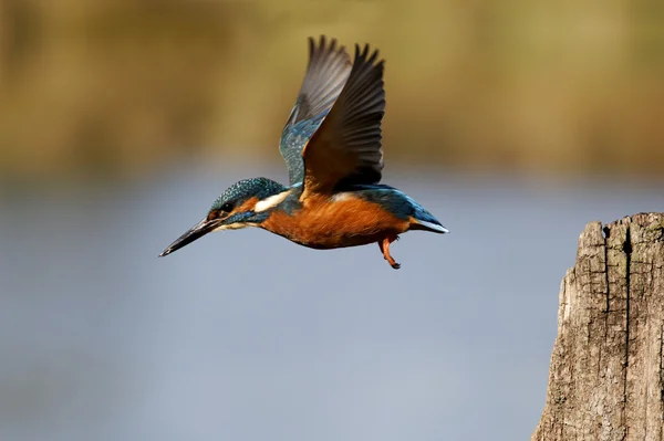 Kingfisher, Alcedo nisto. — Fotografia de Stock