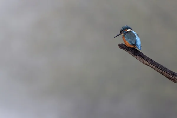 Eisvogel, alcedo atthis — Stockfoto