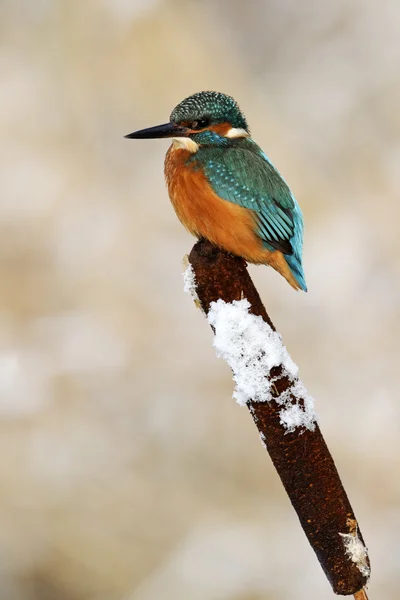 Kingfisher, 34 года, Alcedo — стоковое фото