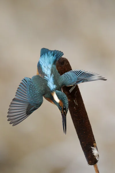 Yalıçapkını, alcedo şuna — Stok fotoğraf